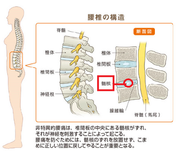 腰椎の構造.png